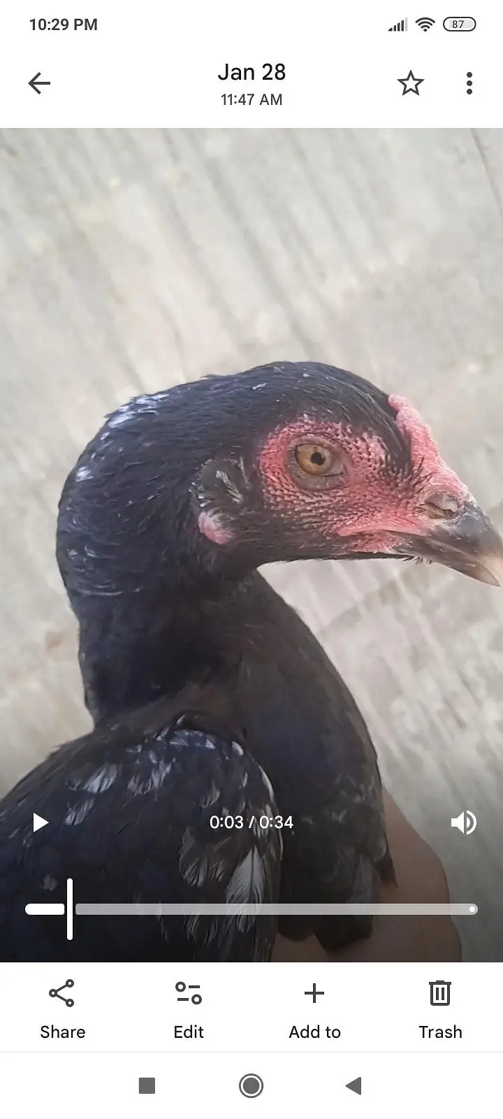 ring neck tame talking  03701124986 is par . sg kare — photo 6