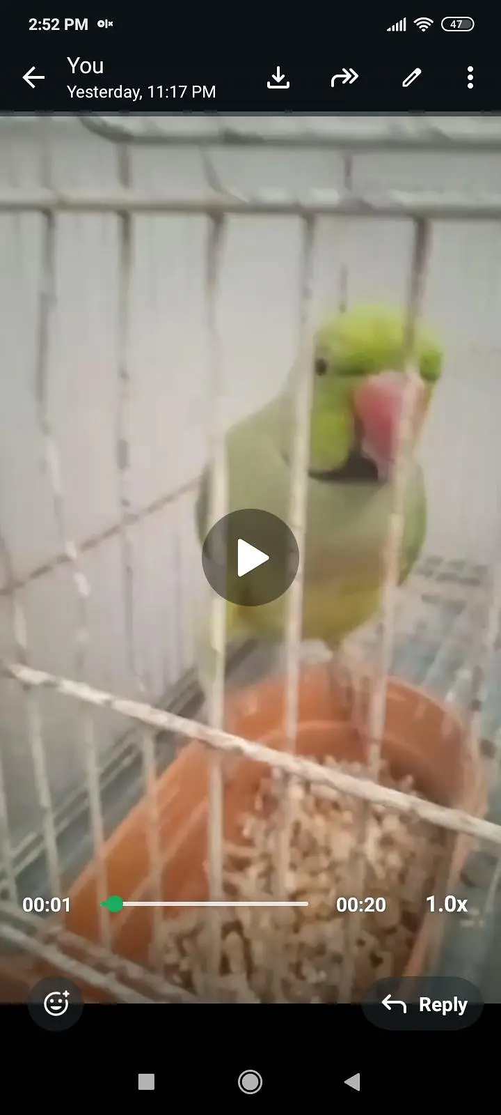 ring neck tame talking  03701124986 is par . sg kare — photo 10