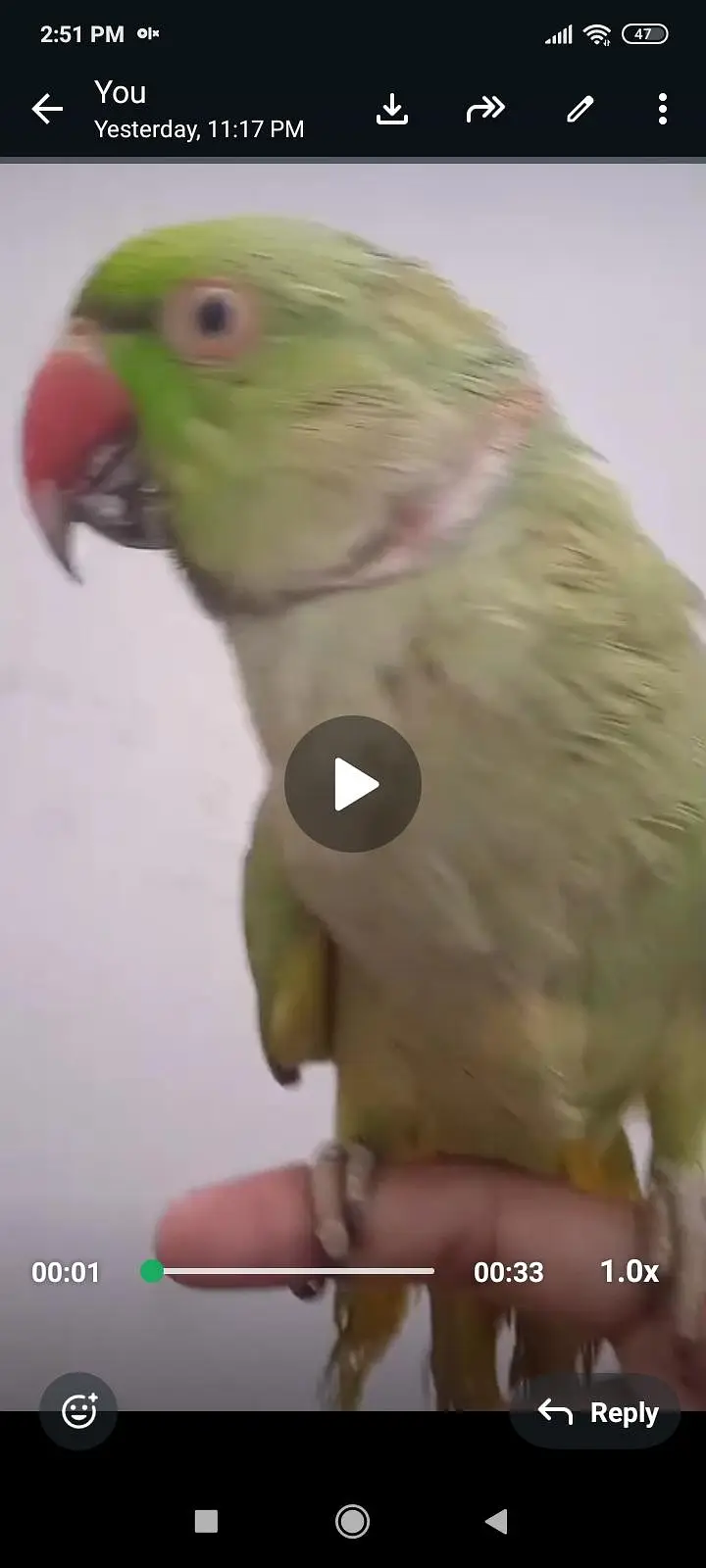 ring neck tame talking  03701124986 is par . sg kare — photo 12