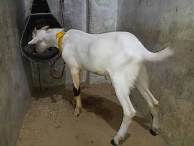 Gulabi tedda for sale