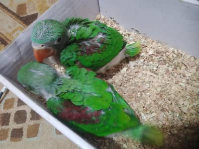 Raw Parrot Pair For Sale
