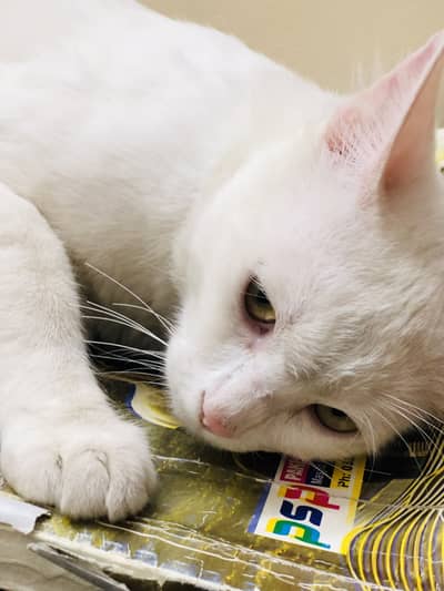 Cat 3 coat