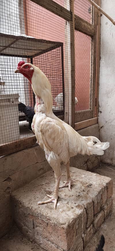 Heera pair for sale