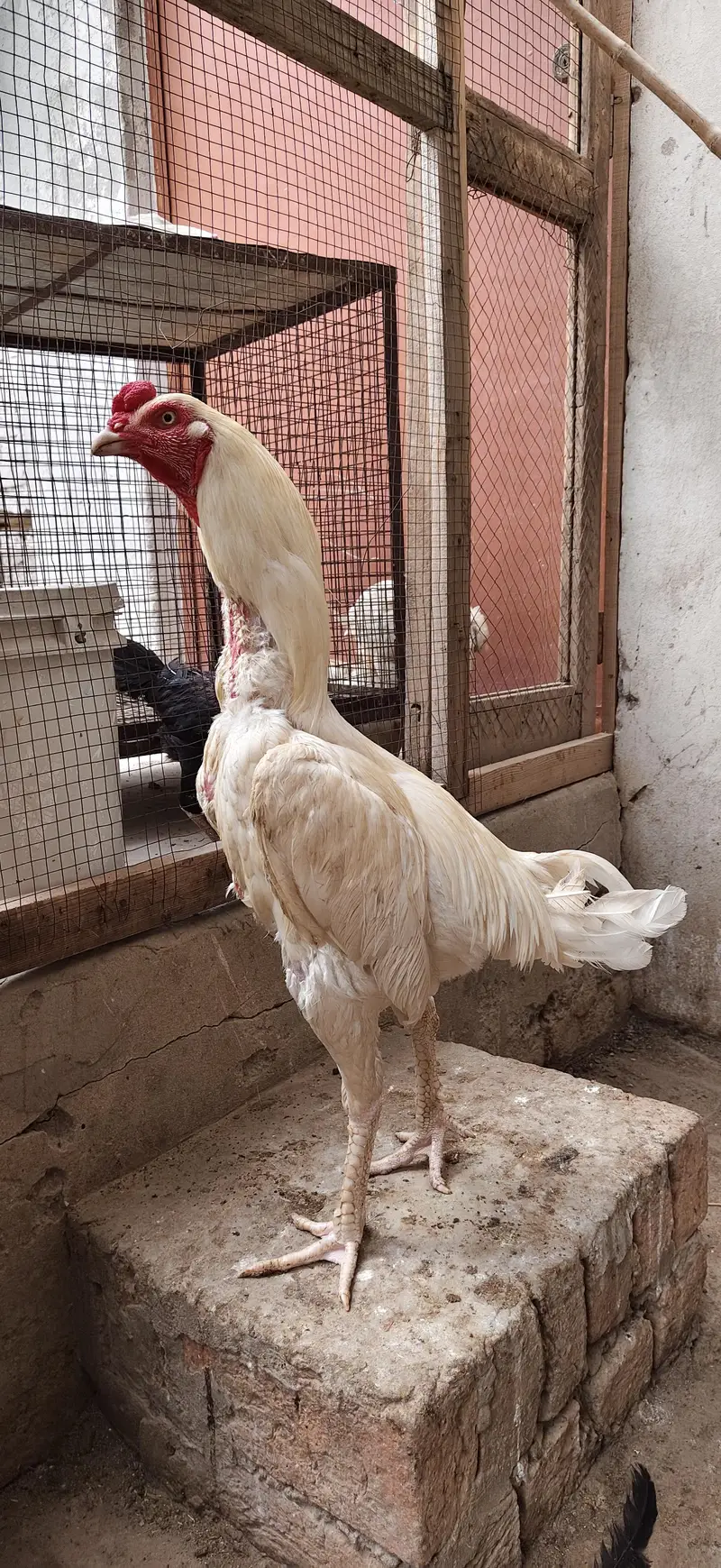 Heera pair for sale