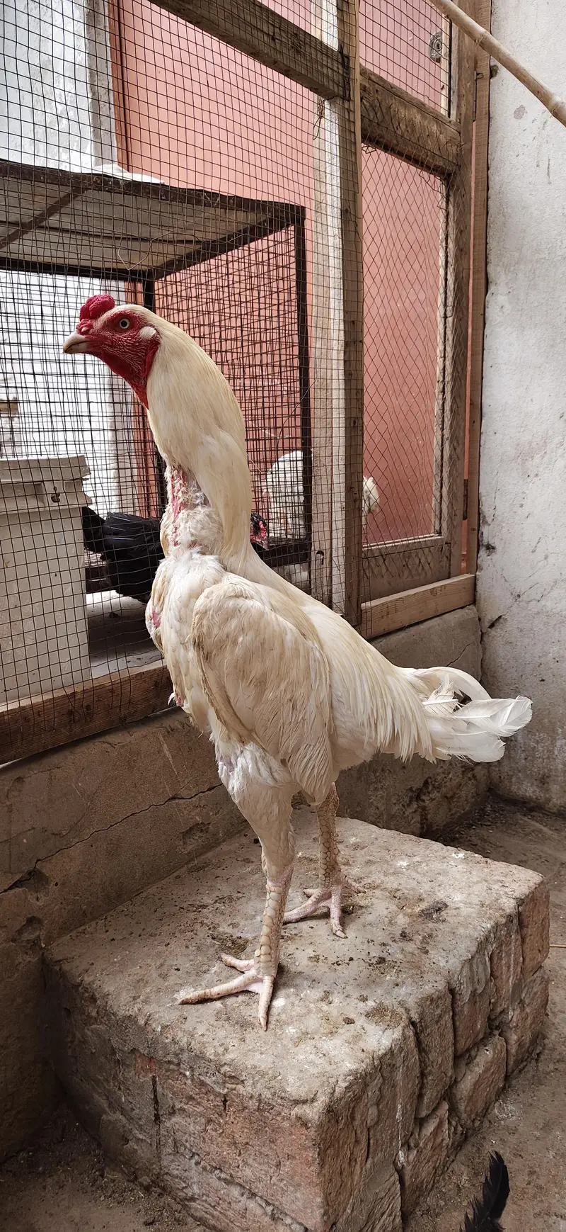 Heera pair for sale — photo 2