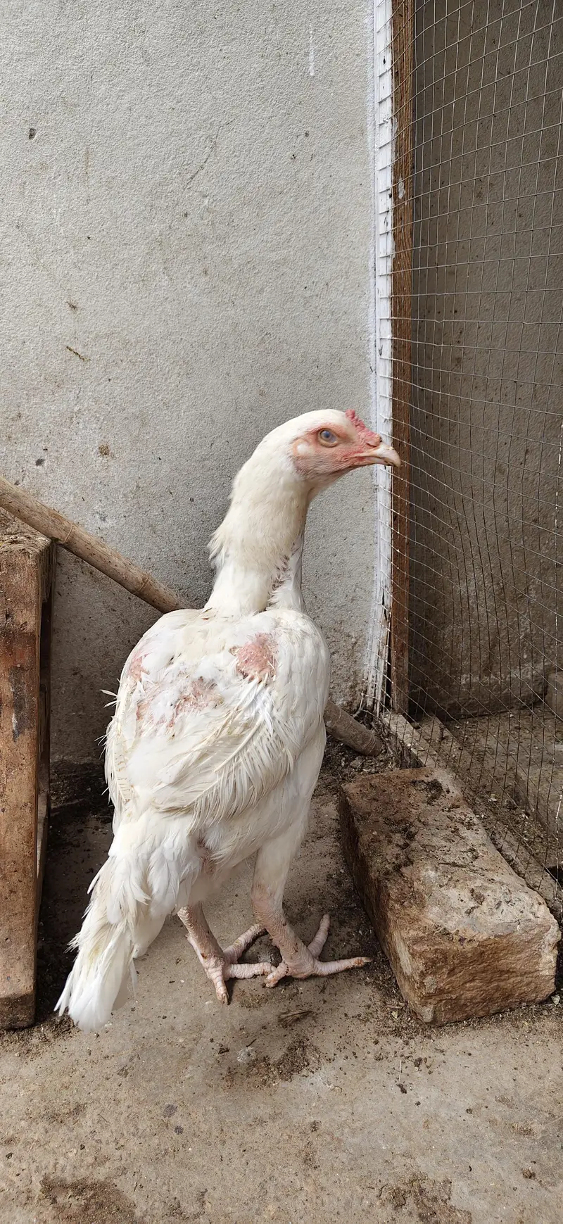 Heera pair for sale — photo 3