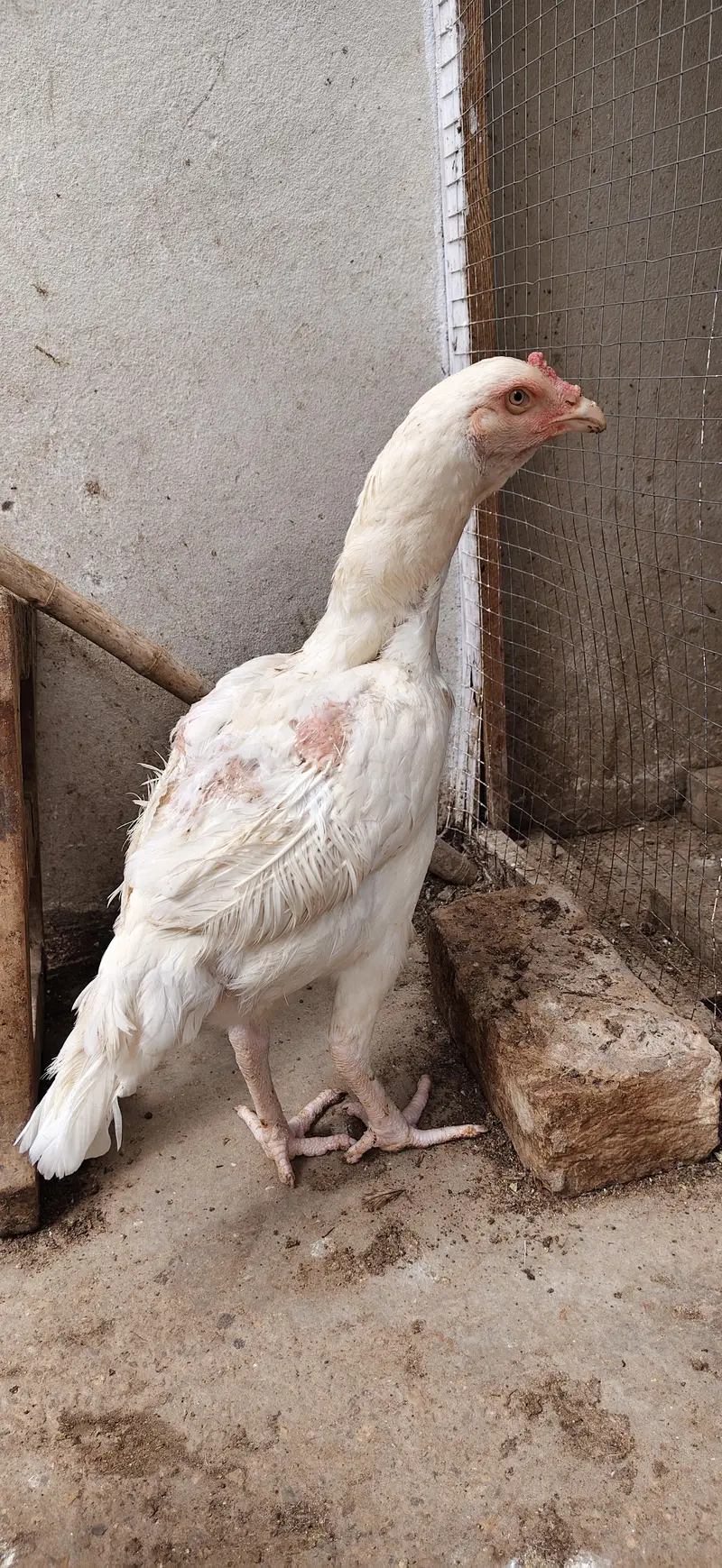 Heera pair for sale — photo 4