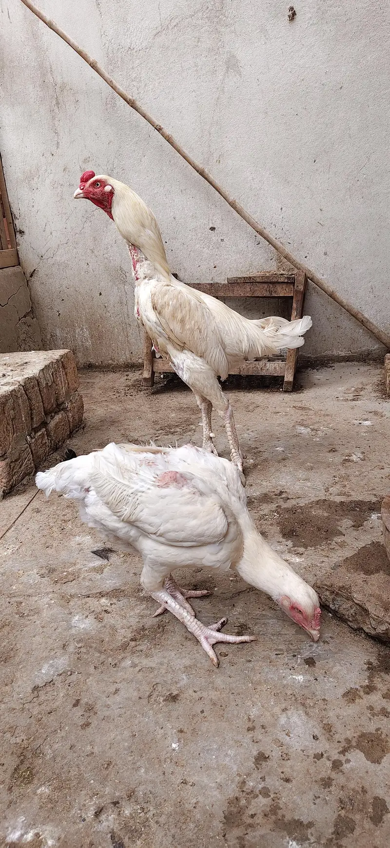 Heera pair for sale — photo 5