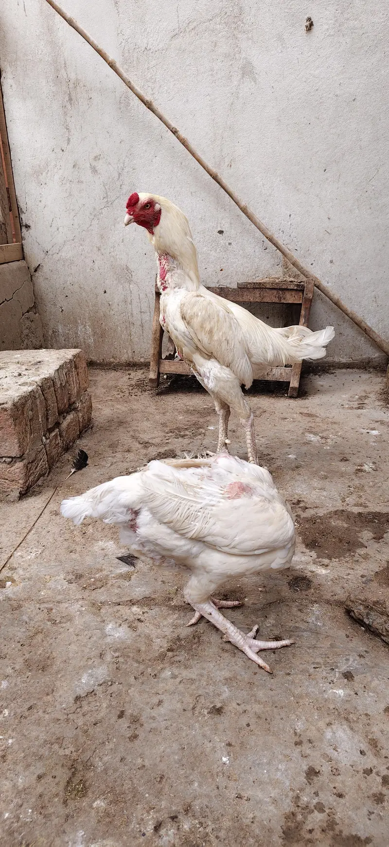 Heera pair for sale — photo 6