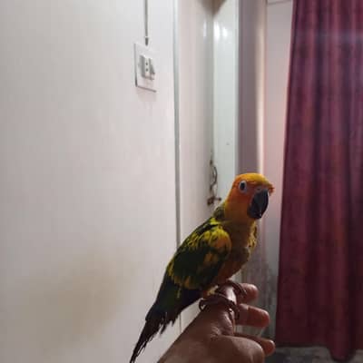 sun conure hand temp fly temp for sale