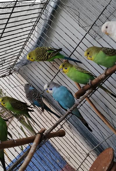 budgies Beautiful Parrots