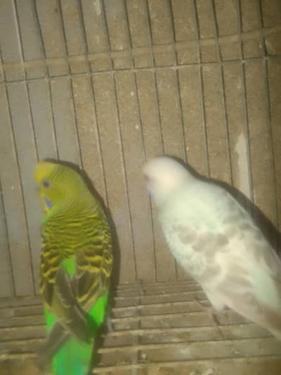 beautiful pairs