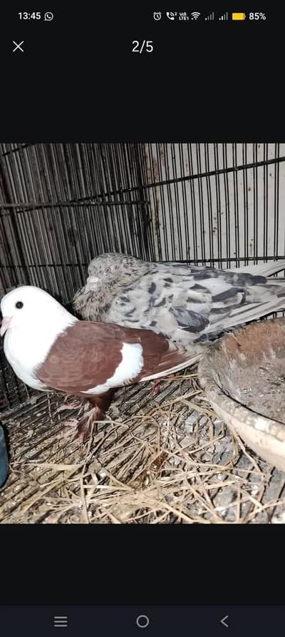 Red Karbalai female and chiniara male
