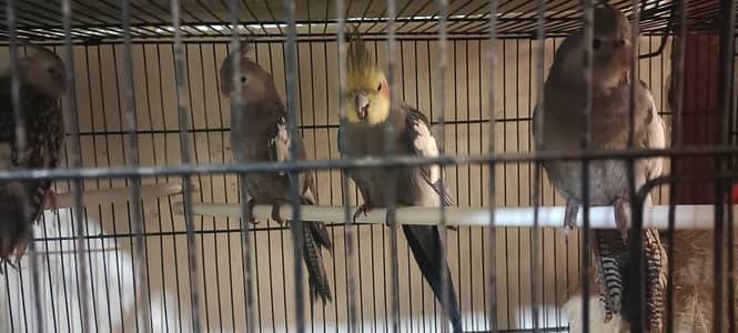 4 cocktail parrot for sale