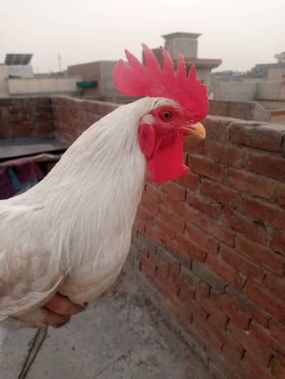 Murga