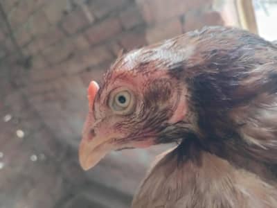 aseel murga or 3murgia for sale whatsapp num 03228510265or 03476070766