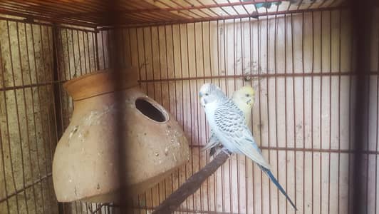 cage and budgies pair