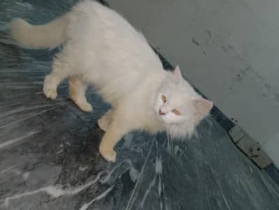 Female Adult Persian cat available for sale WhatsApp 03065552120