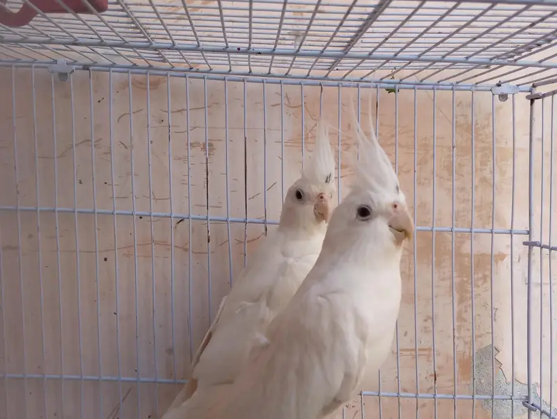 Eno Cockatiel Breader pair with cage and box