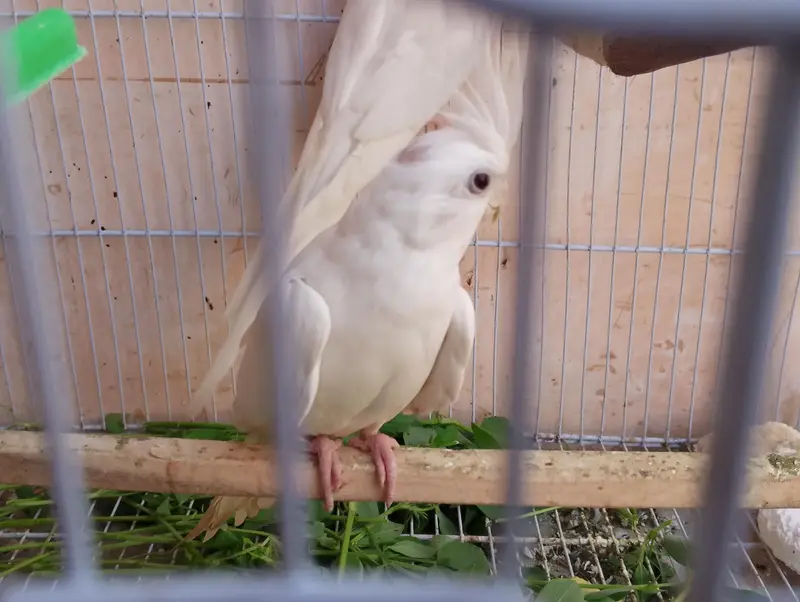 Eno Cockatiel Breader pair with cage and box — photo 2