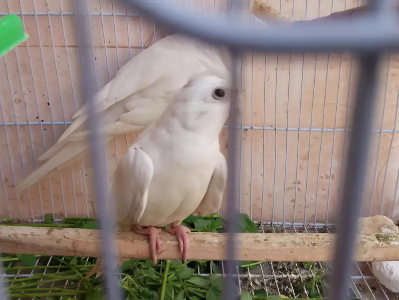 Eno Cockatiel Breader pair with cage and box — photo 3
