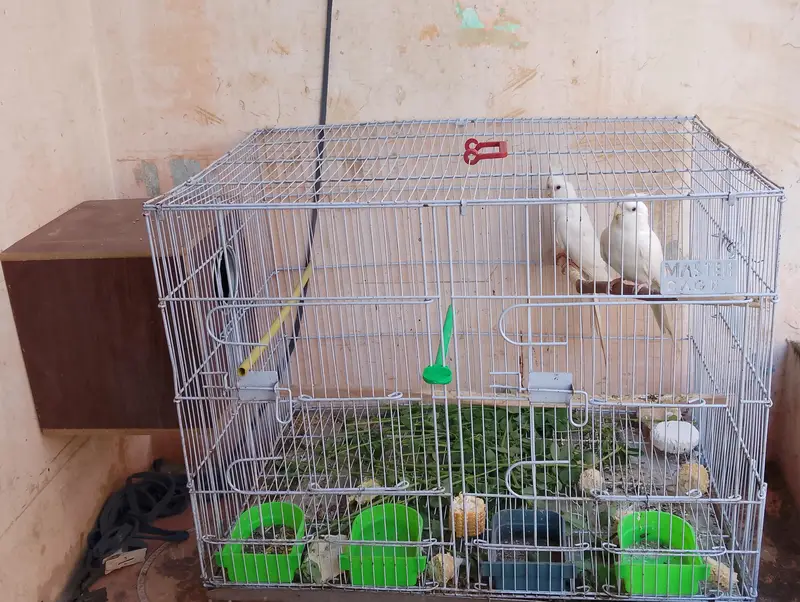 Eno Cockatiel Breader pair with cage and box — photo 4