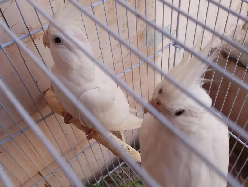 Eno Cockatiel Breader pair with cage and box — photo 5