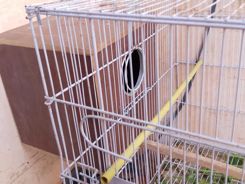 Eno Cockatiel Breader pair with cage and box — photo 6