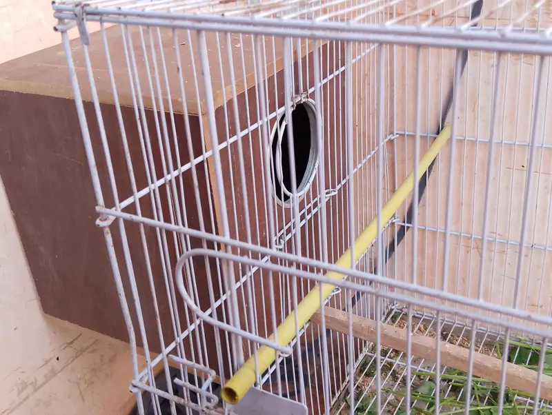 Eno Cockatiel Breader pair with cage and box — photo 7