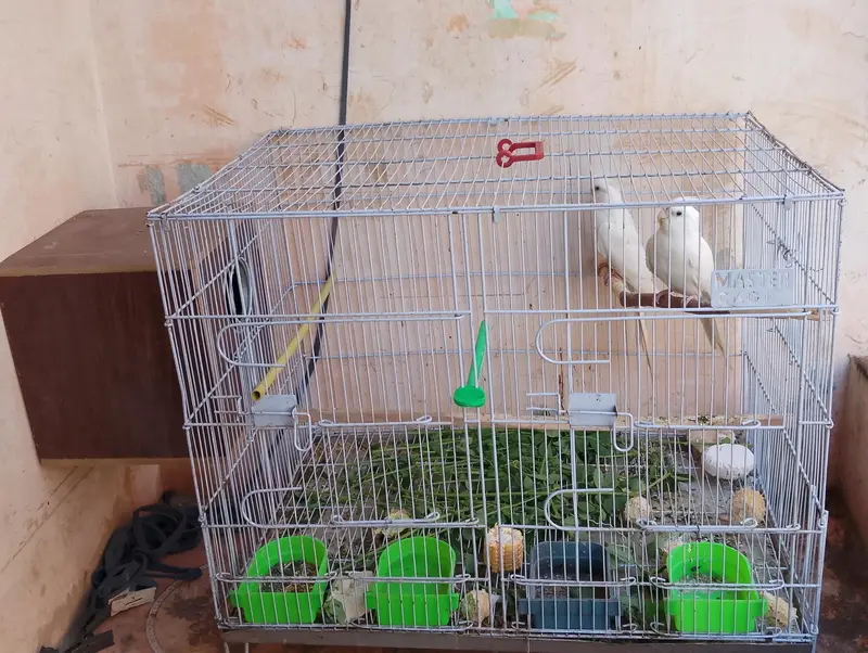 Eno Cockatiel Breader pair with cage and box — photo 8