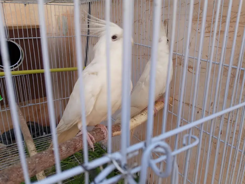 Eno Cockatiel Breader pair with cage and box — photo 9