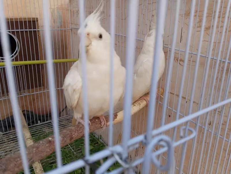 Eno Cockatiel Breader pair with cage and box — photo 10