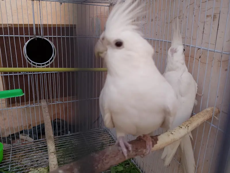 Eno Cockatiel Breader pair with cage and box — photo 11