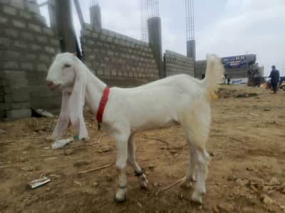 Gulabi Bakri (Path)