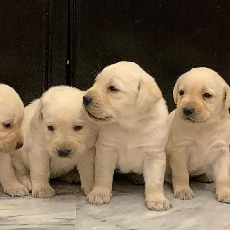 labrador imported bloodline pupies 03151466500 — photo 2