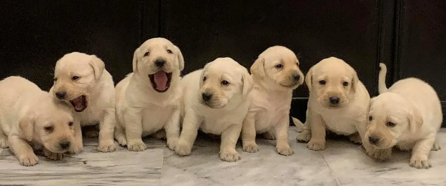 labrador imported bloodline pupies 03151466500 — photo 3