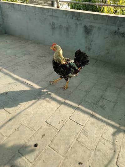 Desi murga for sale