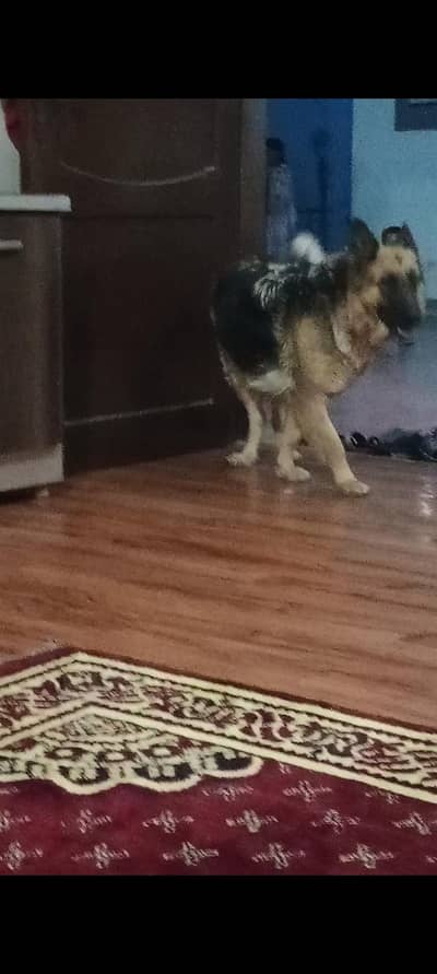 german shepherd puppies pure