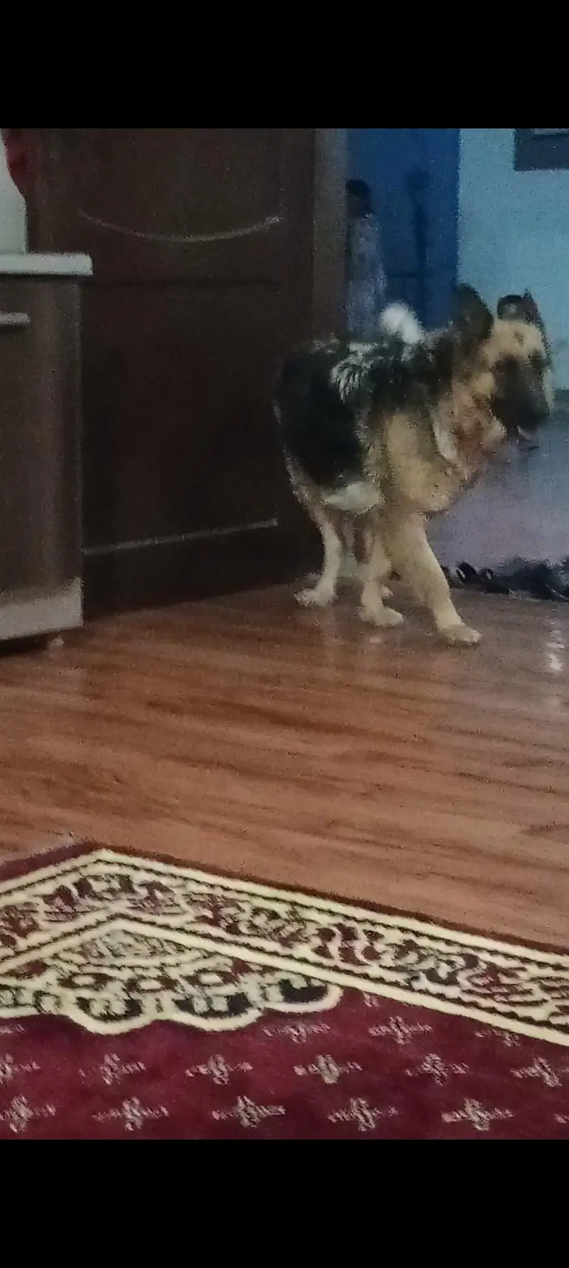 german shepherd puppies pure