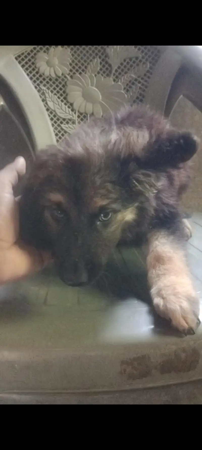 german shepherd puppies pure — photo 2