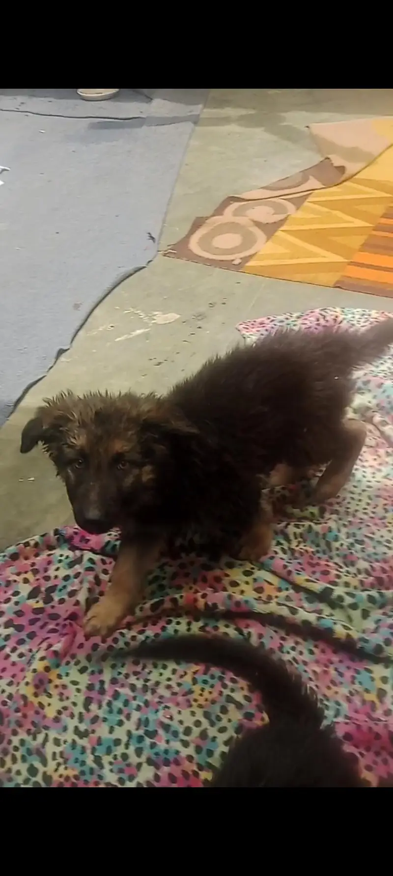 german shepherd puppies pure — photo 3