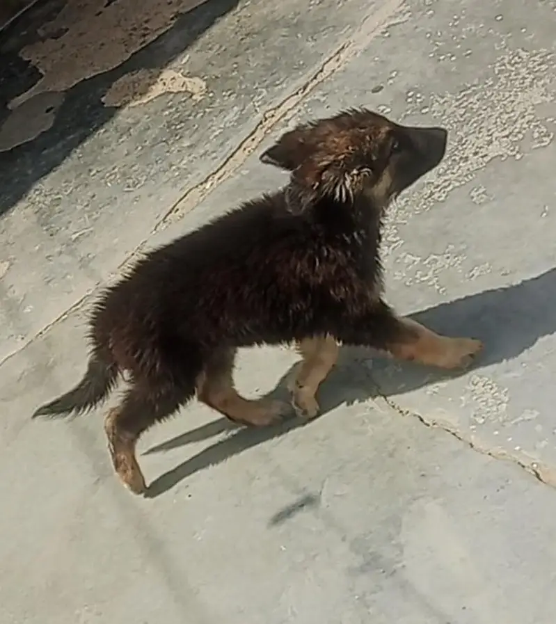 german shepherd puppies pure — photo 4