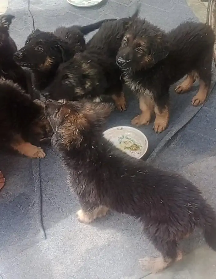 german shepherd puppies pure — photo 6