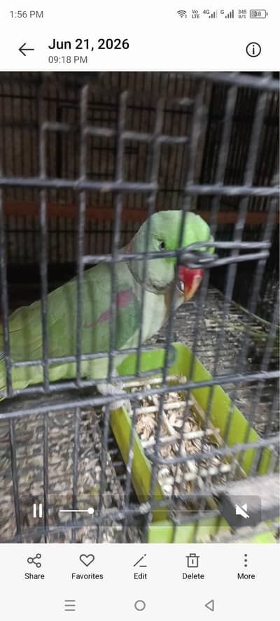 talking raw parrot face to face bolta hai good quality pair