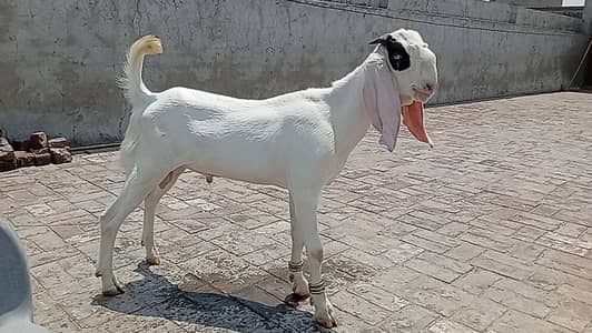Bakra and dumba for sale.