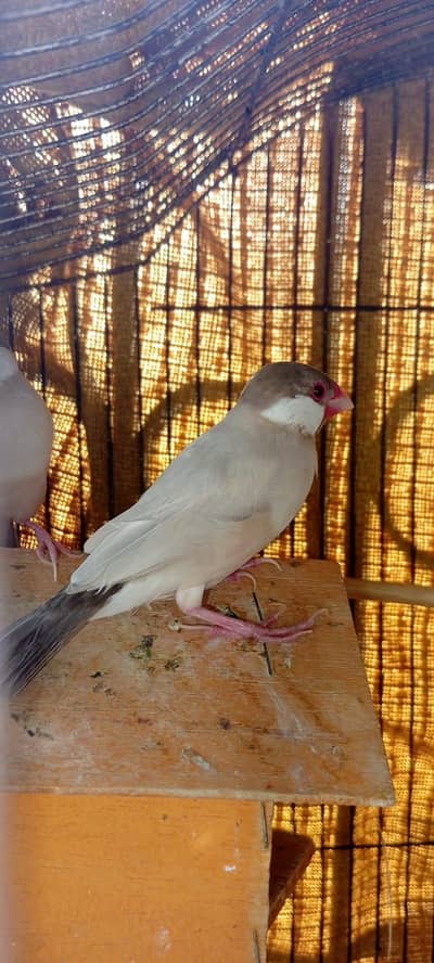Fown Java Finches