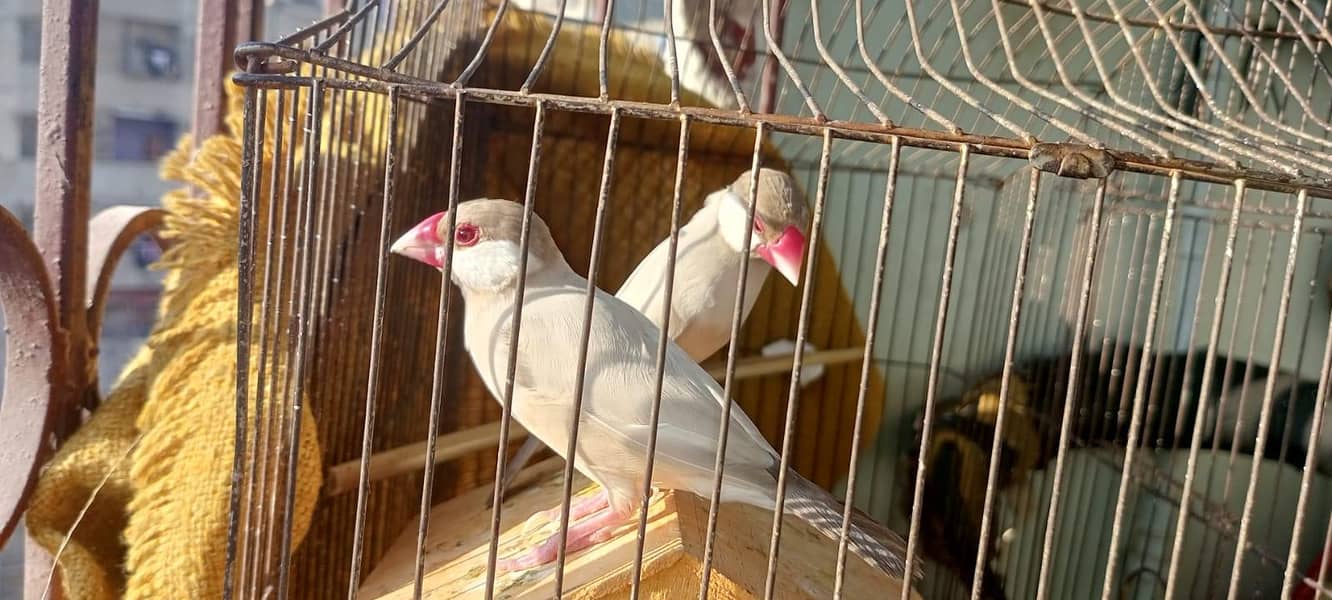 Fown Java Finches 1