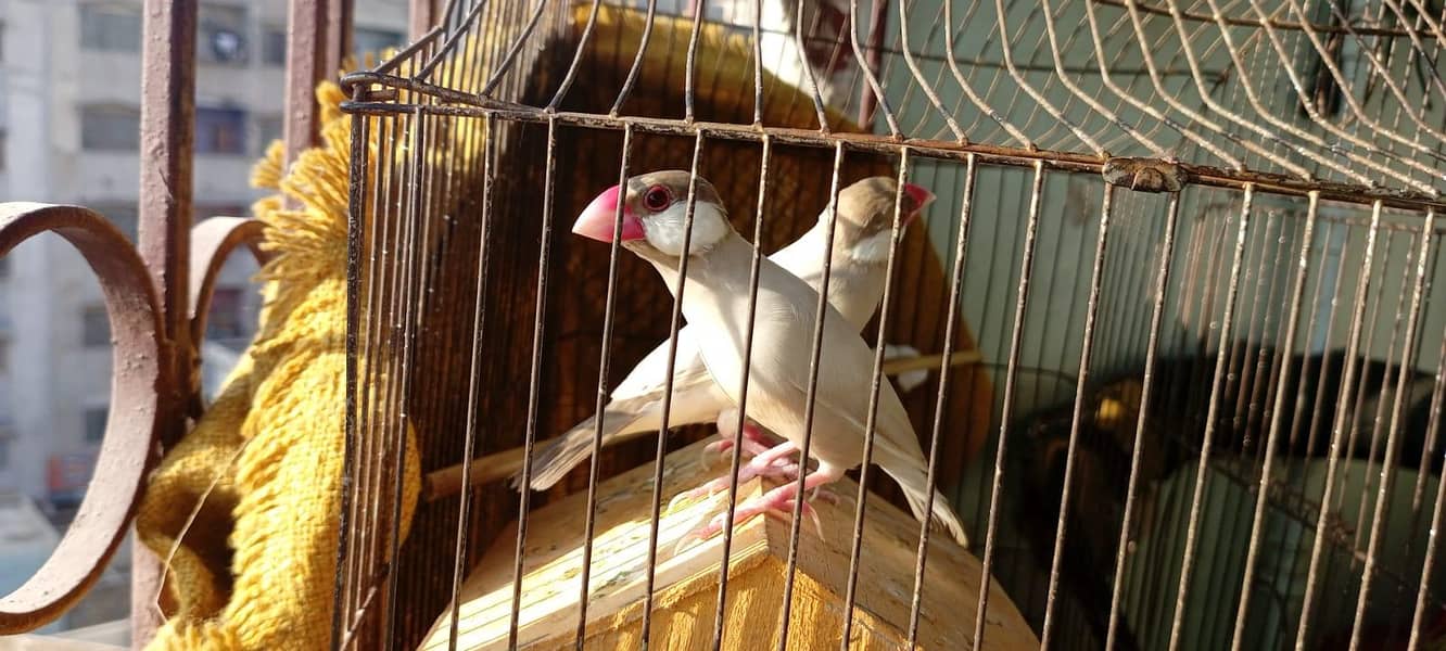 Fown Java Finches 2