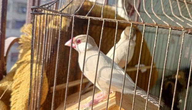 Fown Java Finches 3