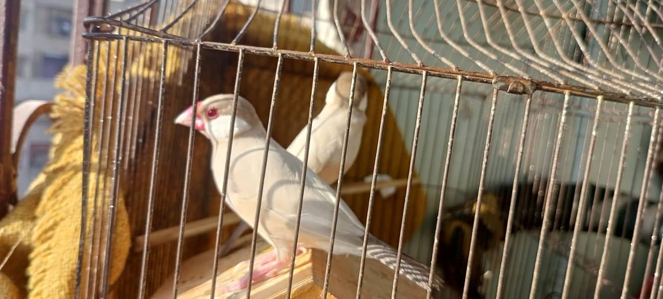 Fown Java Finches 4